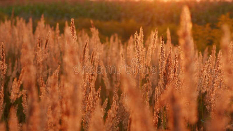Reed blowing in the wind with sunset. Slow motion. stock footage