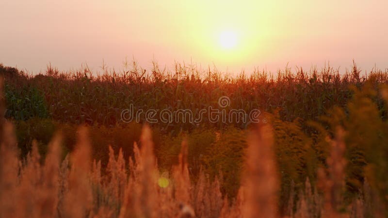 Reed blowing in the wind with sunset. Slow motion. stock video footage