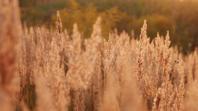 Reed blowing in the wind with sunset. Slow motion. stock footage
