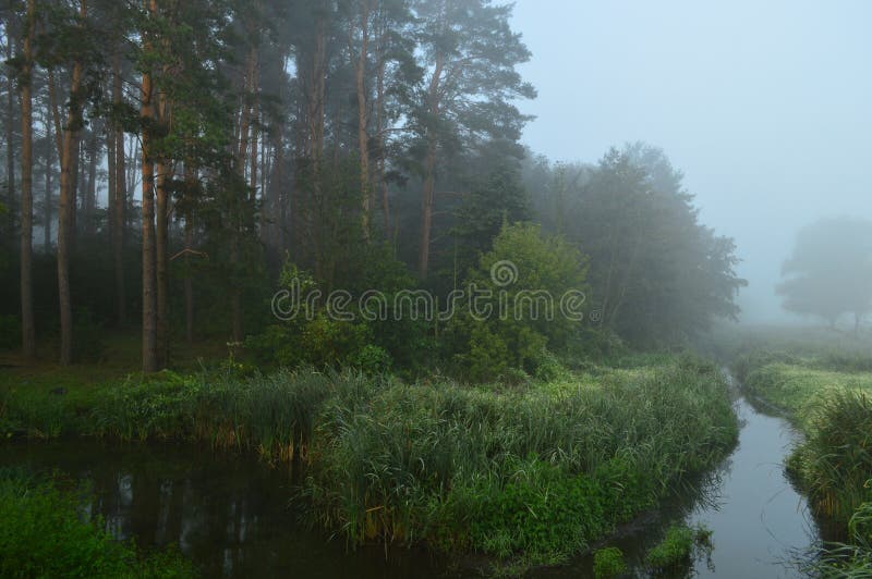 Reed, cane grass in the misty morning. Hunting concept background