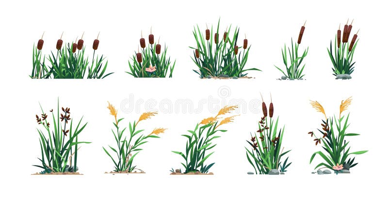 Reed and cattails. Swamp bulrush grass and lake botany, cartoon river marsh and pond flora, computer game asset. Vector