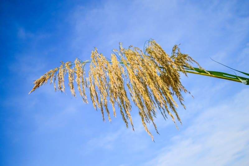 Reed Flowers image stock. Image du herbe, fleurs, bleu 80087579