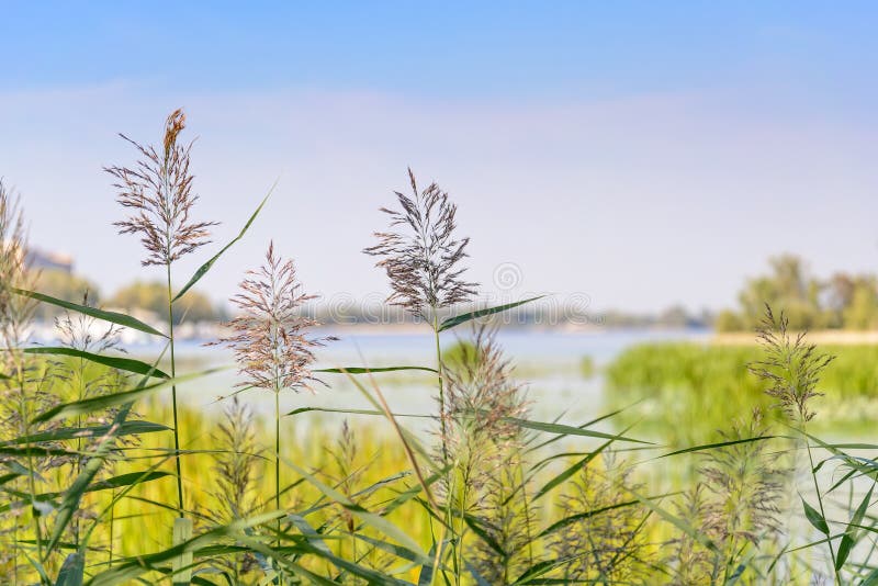 Reed Flowers