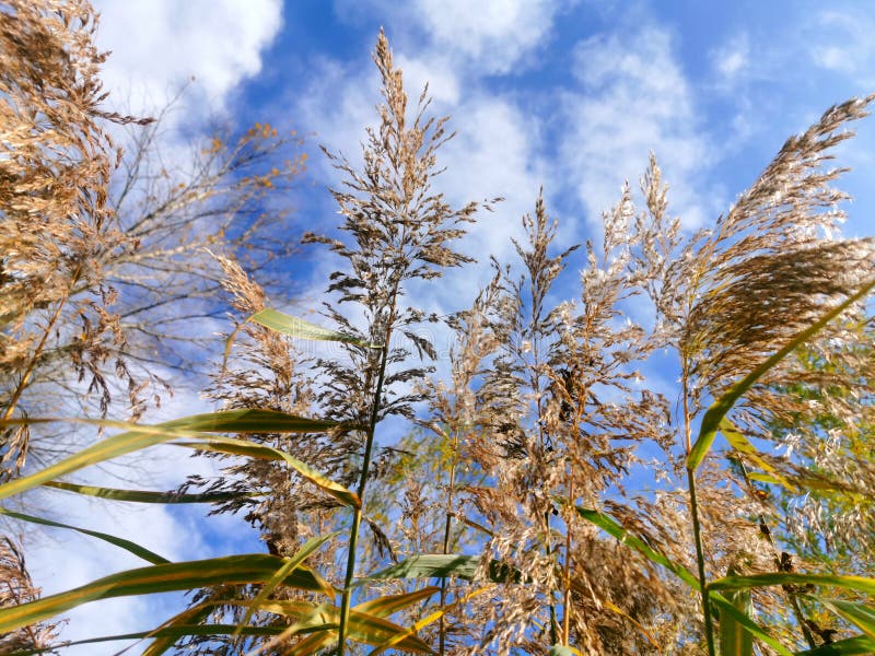Reed flowers stock photo. Image of nature, stem, flowers 48998696