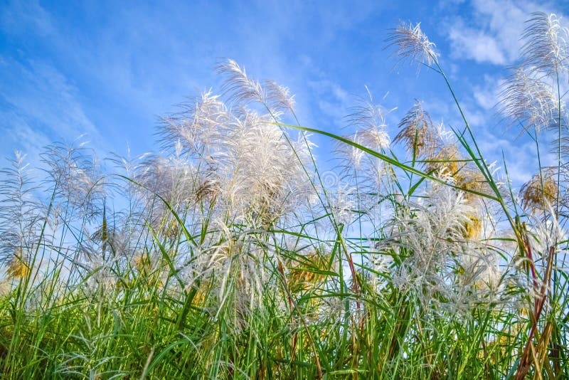 Reed flowers stock image. Image of blue, communis, cane 80086315