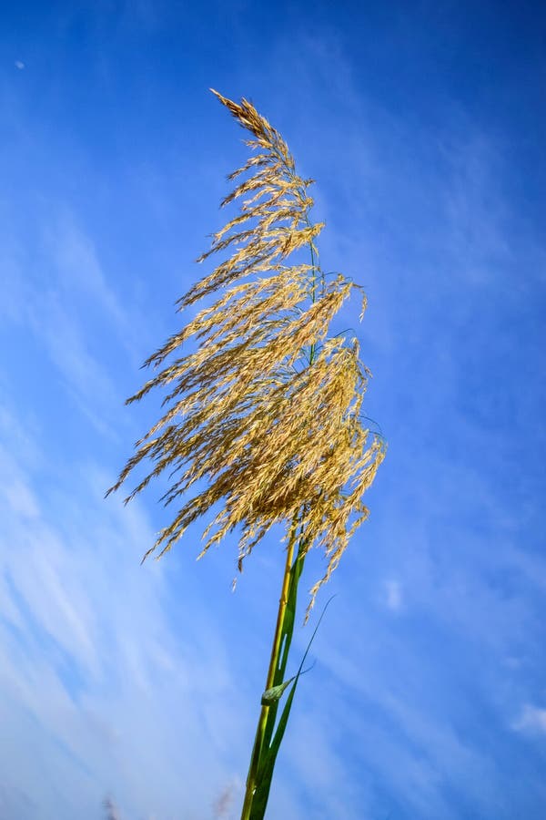 Reed flowers stock photo. Image of bush, background, cane 80087302