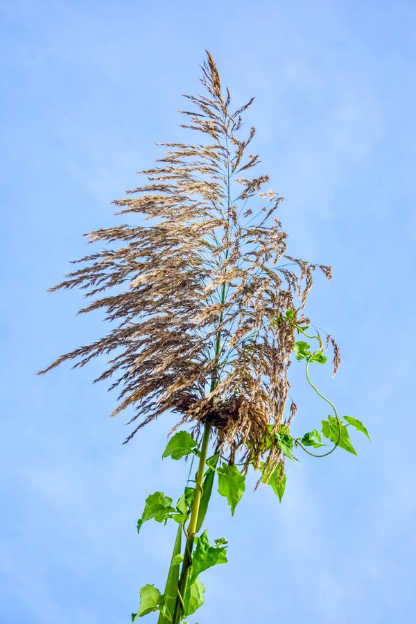 Reed flowers stock image. Image of green, floral, nature 80087199