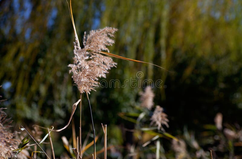 Reed Flowers in Full Bloom on Sky Background Closeup Giant Reed Stock