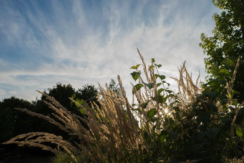 Reed Grass in the Back Light of the Setting Sun. Stock Image Image of