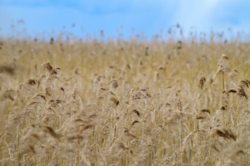 Reed grass field under blue sky royalty free stock image Reed grass field under blue sky royalty free stock image