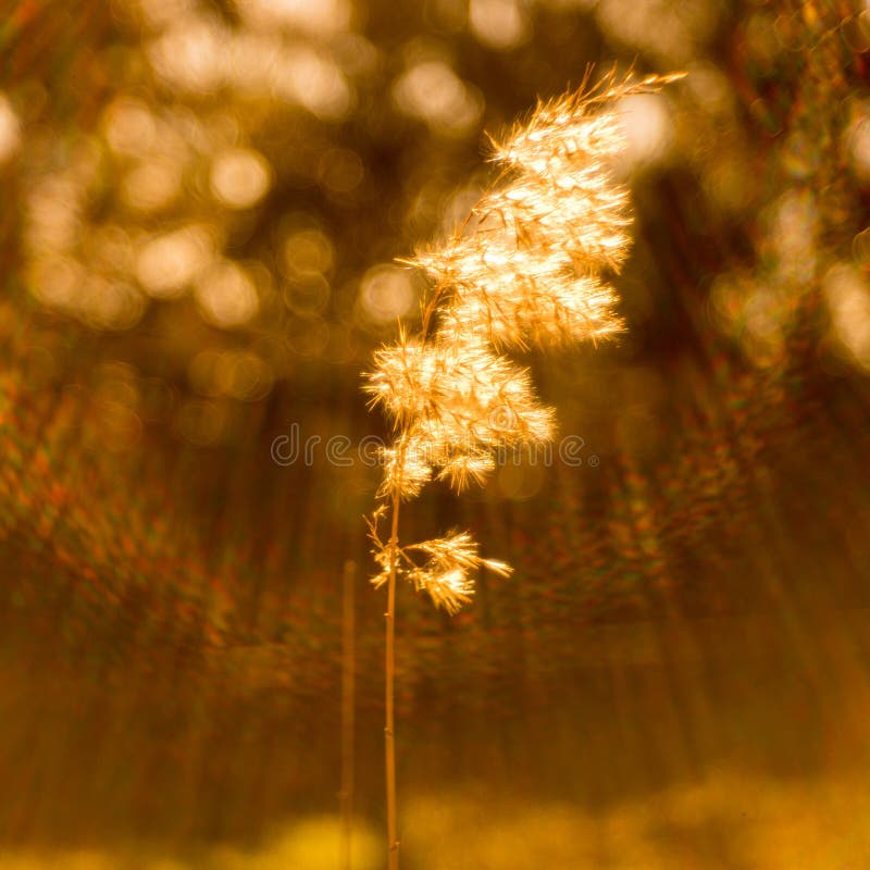 Reed Grass Fluffy Head in Natural Brown Blurred Background. Sun Rays