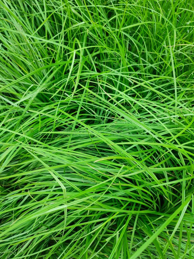 Reed Grass with Green Leaves and Thrives Stock Photo Image of grow, leaves 270330088