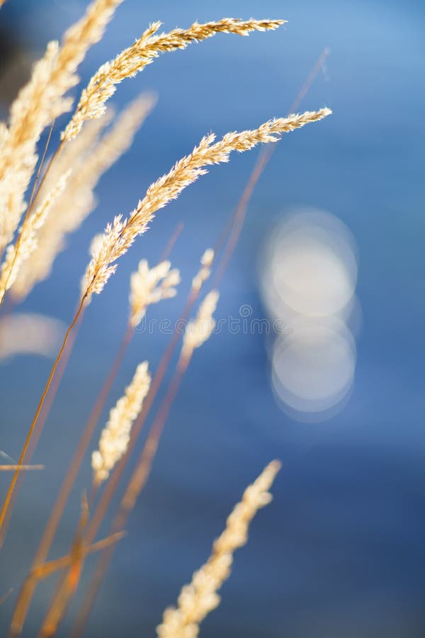 Reed Grass Plants and Blurred Water in Background Stock Photo Image