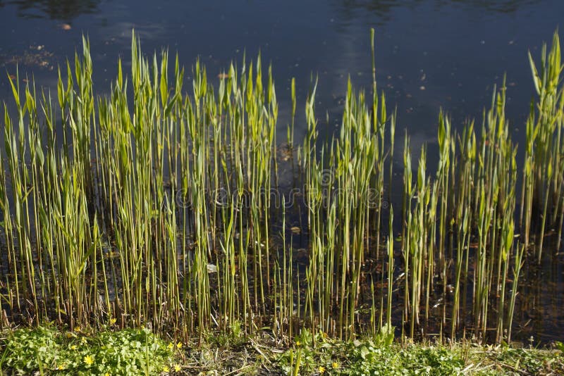 Reed grass on the water stock photo. Image of crop, water 95341344