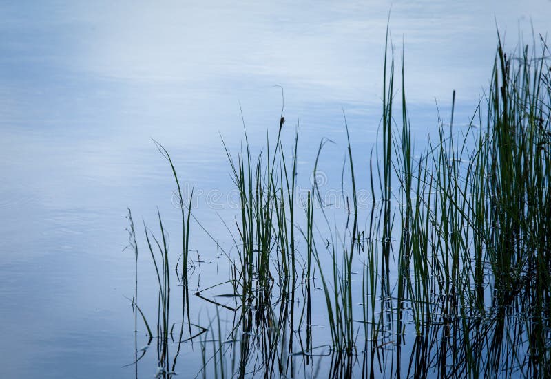 Reed Grasses in Water stock image. Image of outdoors 47943307