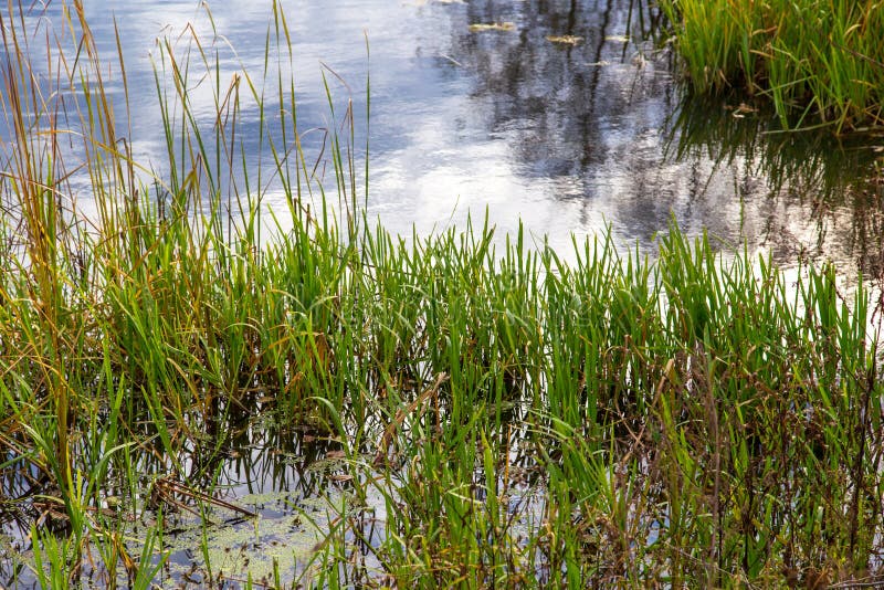 Reed Pond Stock Photos Download 21,763 Royalty Free Photos