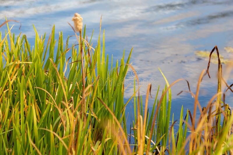 Pond With Reed And Trees In The Flemish Countryside On A Sunny Autumn