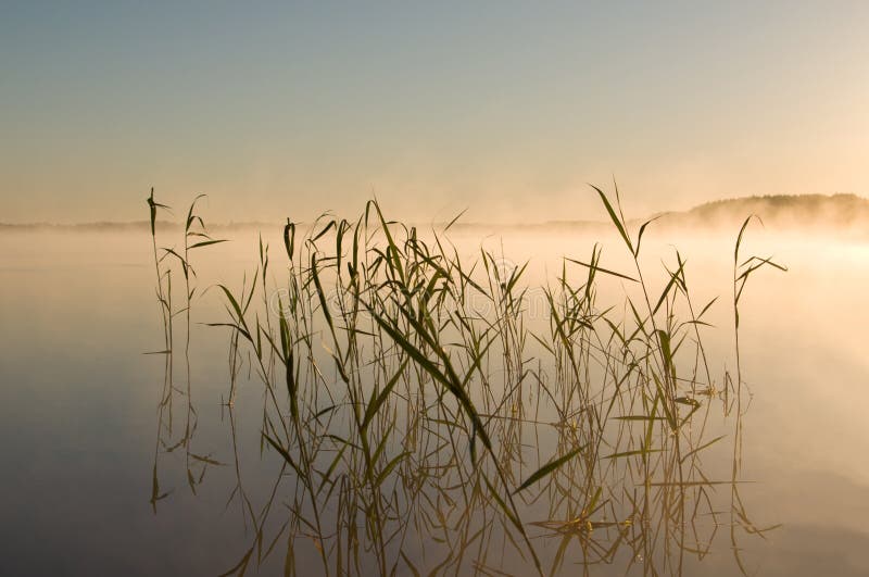 Reed on the lake stock image Reed on the lake stock image