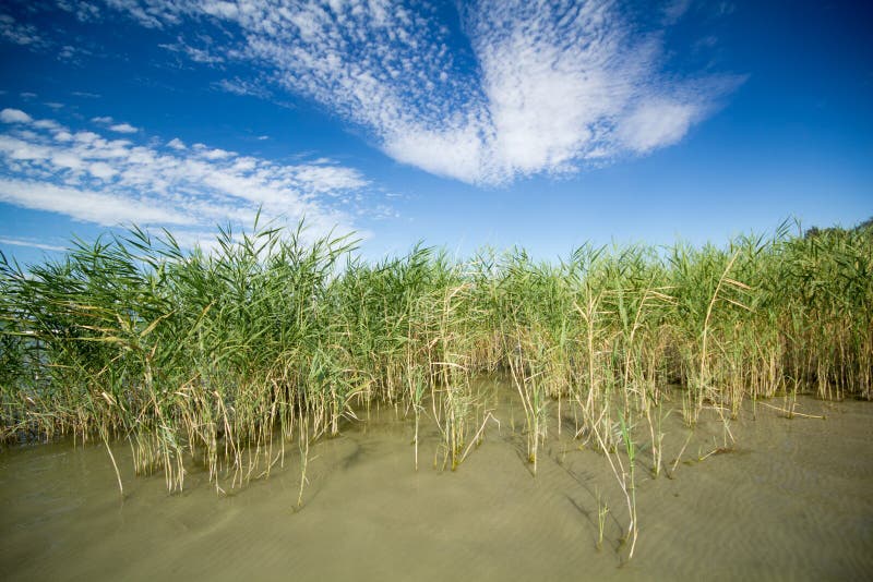 Reed in lake stock photo. Image of pond, brown, canesugar 26396404