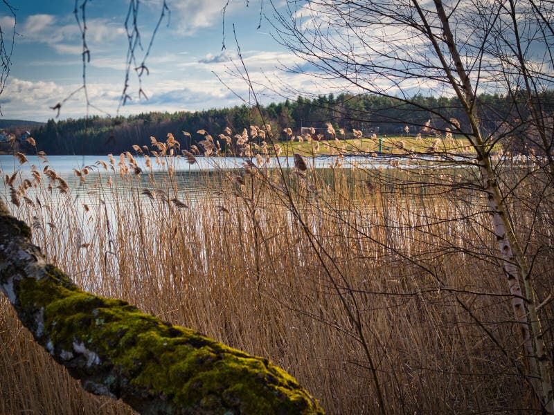 Reed at the Lake of the Sewage Fields Stock Image Image of reed