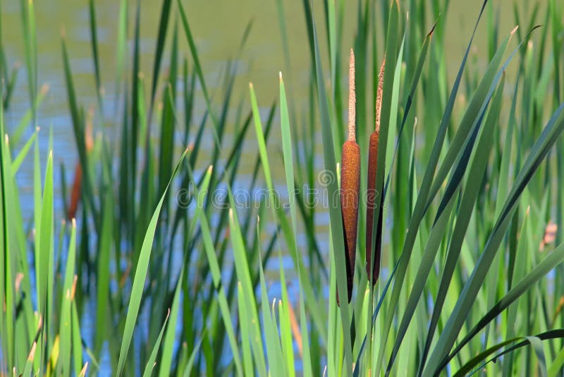 Reed Mace stock photo. Image of marsh, beautiful, river 16352010