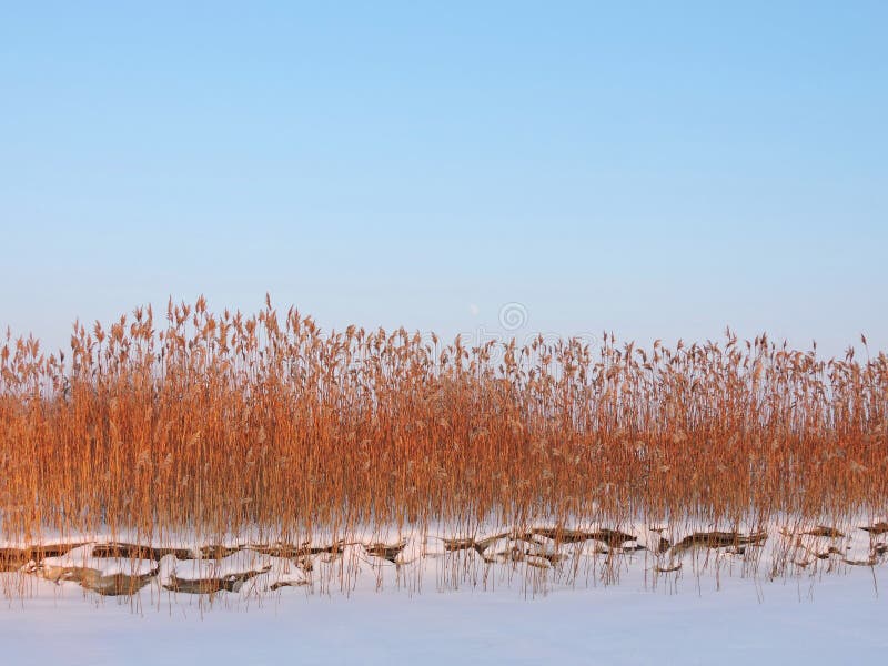 Reed plants near river in winter, Lithuania stock photography Reed plants near river in winter, Lithuania stock photography