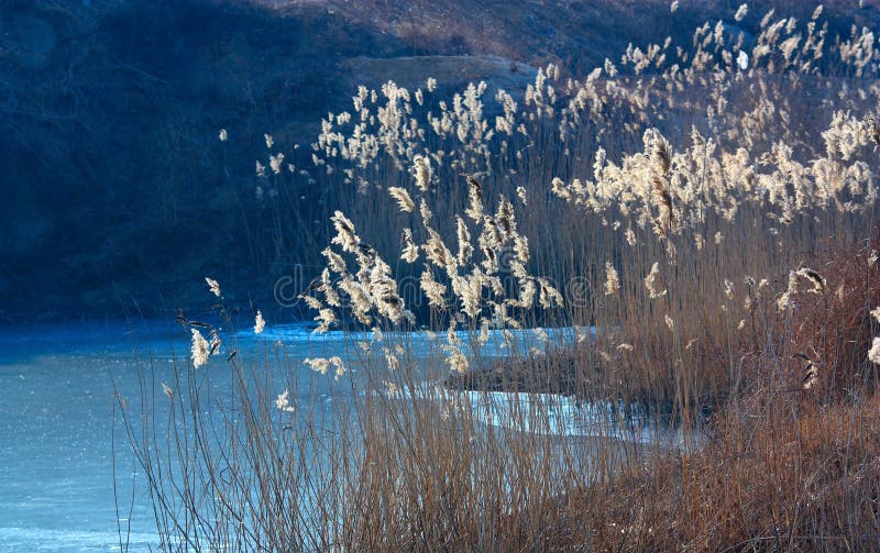 Reed pond stock photo. Image of backlit, light, beautiful 12970746
