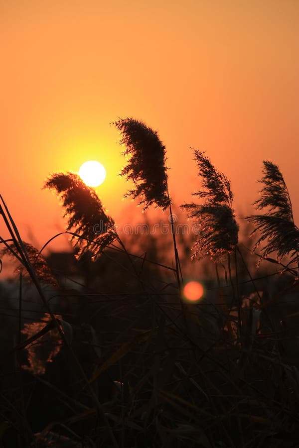 Reed reflète le coucher de soleil photos libres de droits Reed reflète le coucher de soleil photos libres de droits