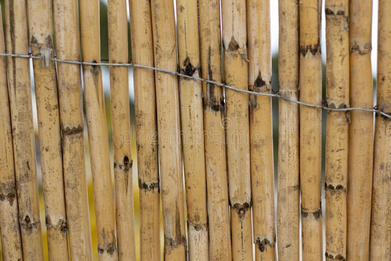 Reed Screening Texture, Natural Willow Garden Fence, Bamboo Texture