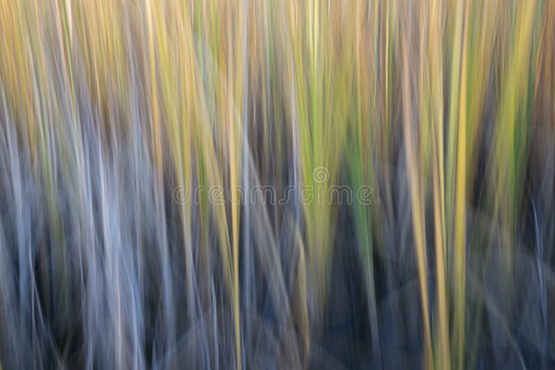 Junco - desfoque de movimento natural abstrato foto de stock royalty free