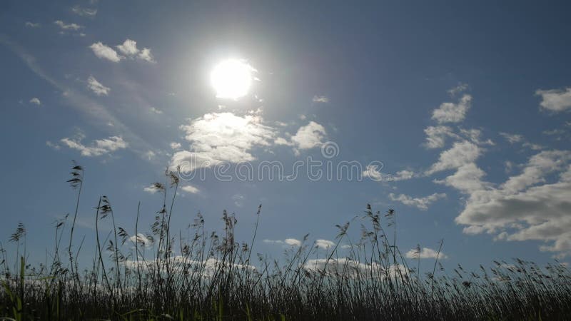 Reed swaying in the wind against the background of the summer sky stock footage