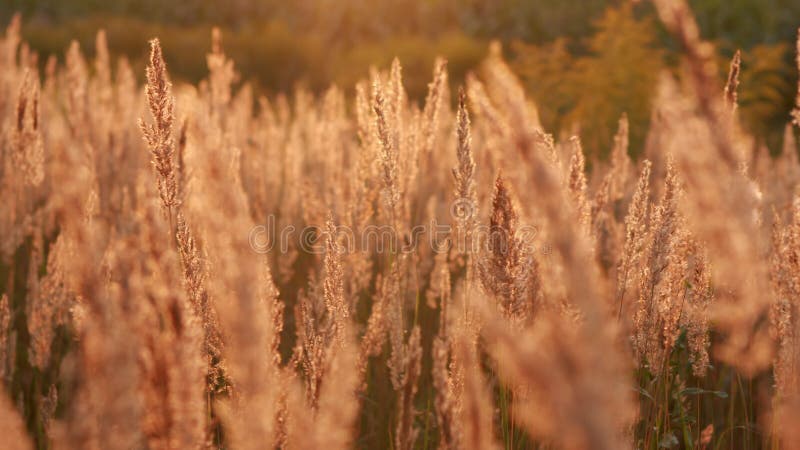 Reed swaying in the wind before sunset. Slow motion. stock footage