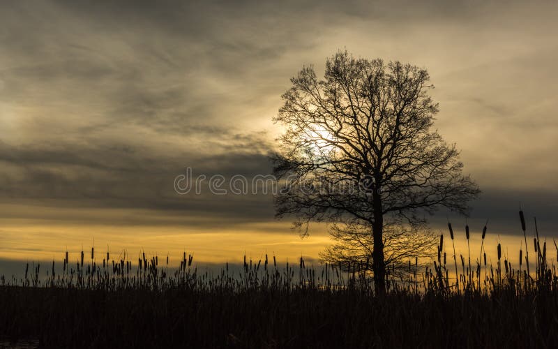 Reed and a Tree with Backlight Stock Image Image of environment, pond
