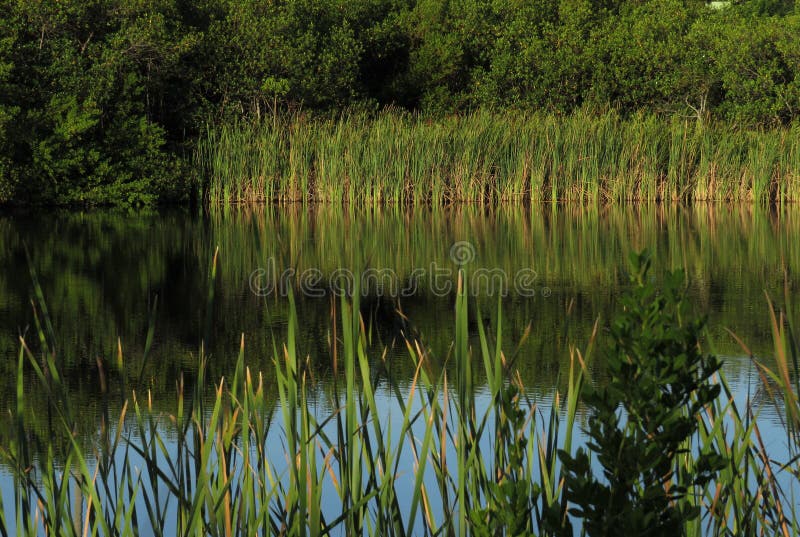 Reeds on lakeside stock image. Image of lakeside, lake 117562687
