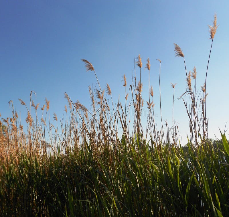 Reeds beautiful stock photo. Image of nice, nature, grass - 92613470