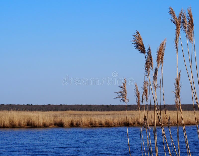 Reeds blowing in the breeze, with marshland, river and clear blue sky