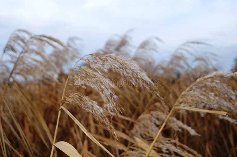 Reeds on blue sky background