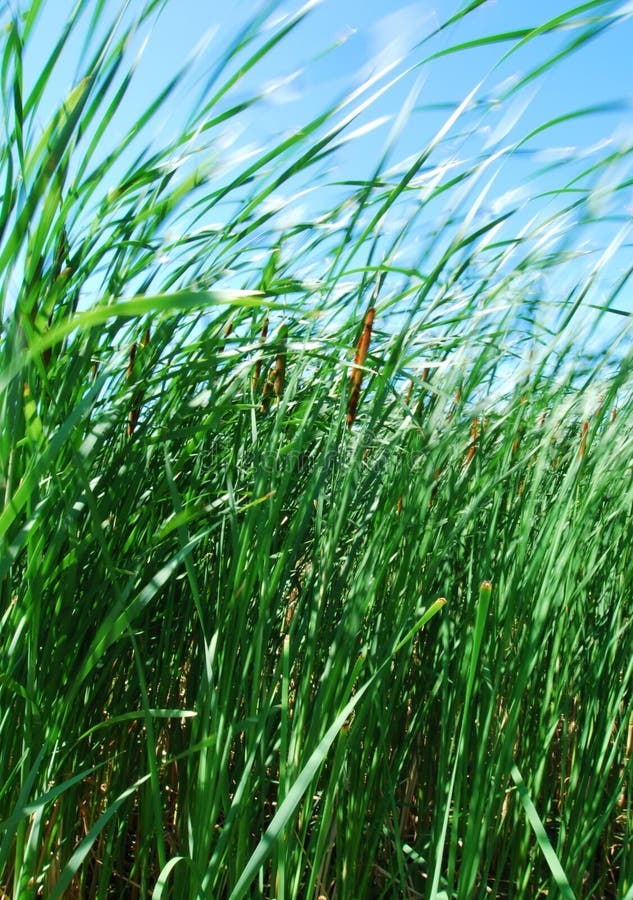 Reeds in the Breeze stock image. Image of reeds, sunny 10579843