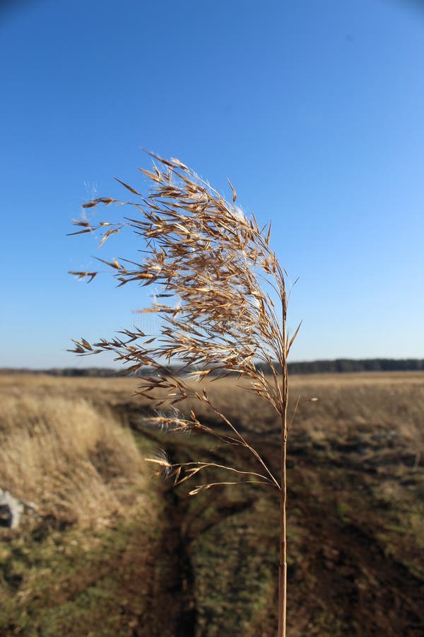 Reeds in the field near the river royalty free stock photos Reeds in the field near the river royalty free stock photos