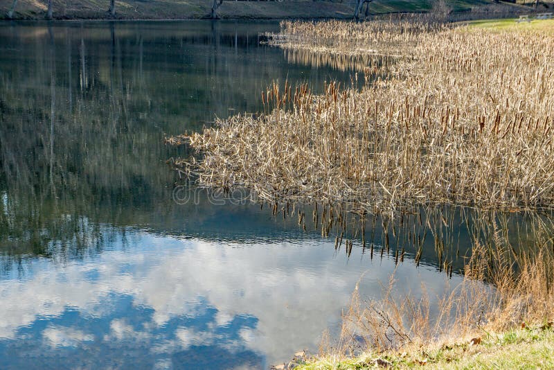 Reeds, Fishing Pond and Reflections