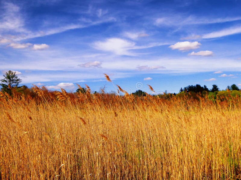 The Reeds inside White Memorial Nature Area