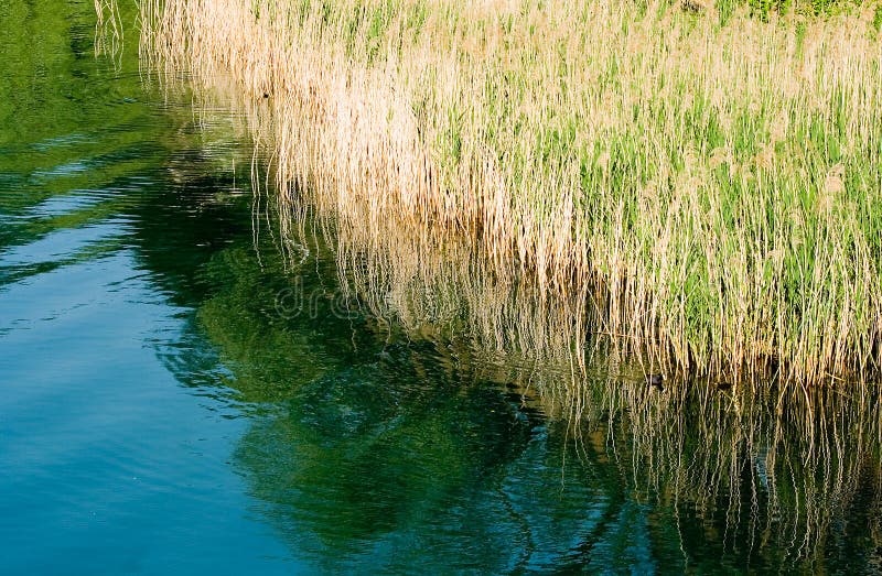 Reeds on the lake