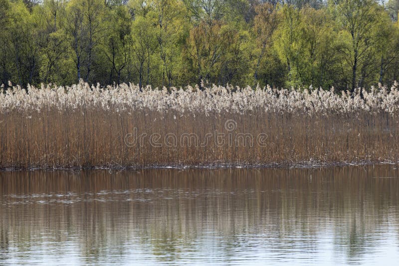 Reeds in the lake stock photo. Image of view, reeds, nature 30258040