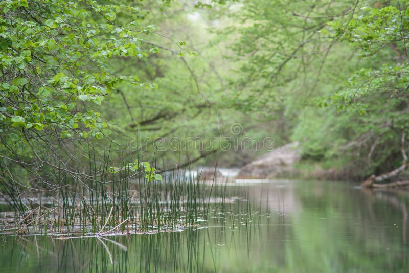 Reeds reflected in still lake at night stock images Reeds reflected in still lake at night stock images