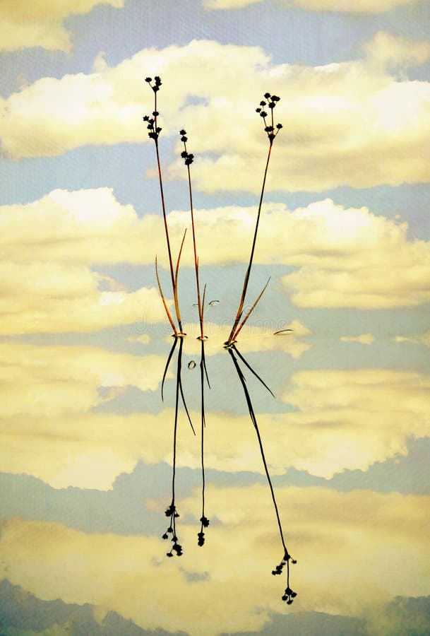 Reeds and reflections in a still pond