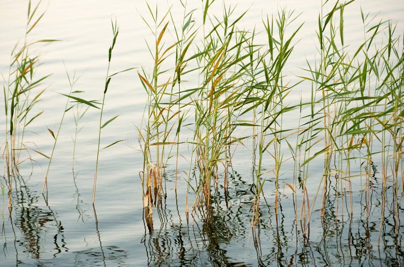 Reeds in shallow water
