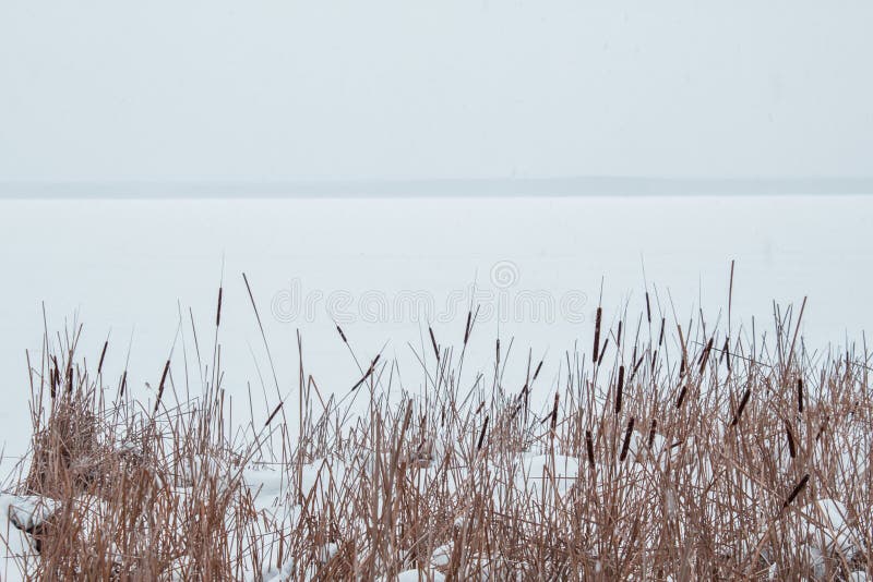 Reeds in the snow on the shore of a frozen river