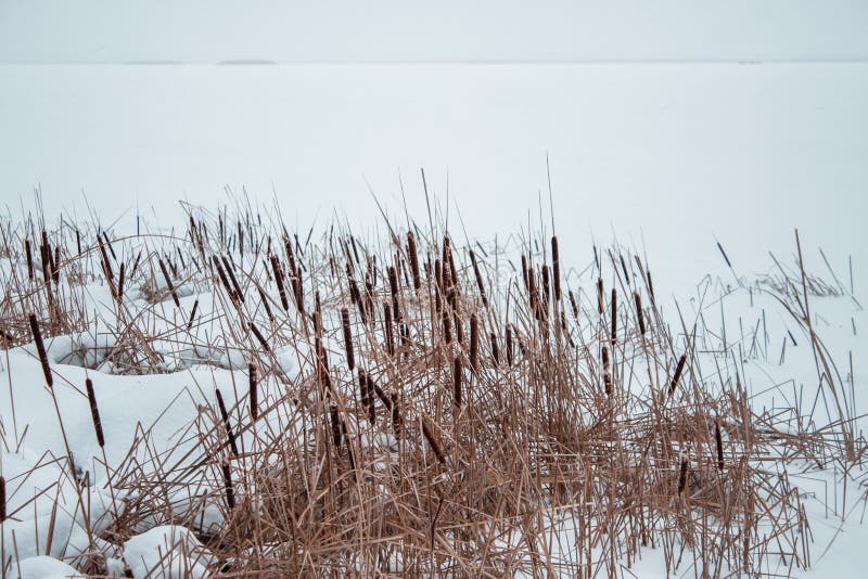 Reeds in the snow on the shore of a frozen river