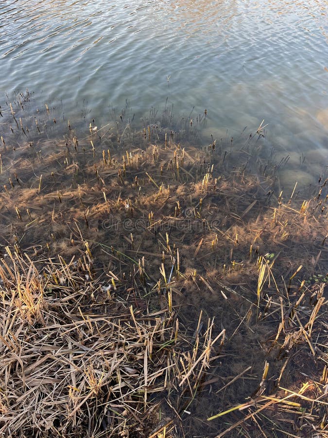 Reeds sul lago Park fotografie stock libere da diritti