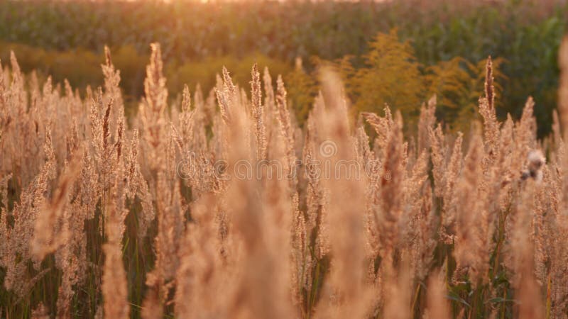 Reeds swaying in the wind. Slow motion. stock footage